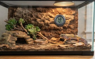 Hygrometer for leopard gecko: Ultimate tool for safe care
