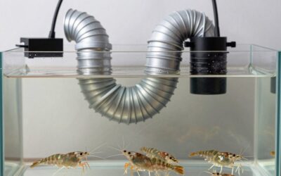 Best Freshwater Shrimp Tanks for Cherry Shrimp