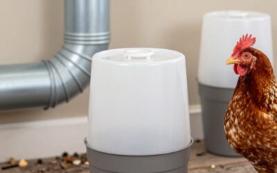 Best Poultry Waterers for Backyard Flocks
