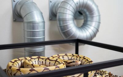 Best Snake Enclosures for Ball Pythons