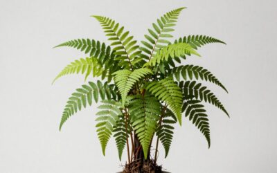 How to Get Taco Fern in Grow a Garden